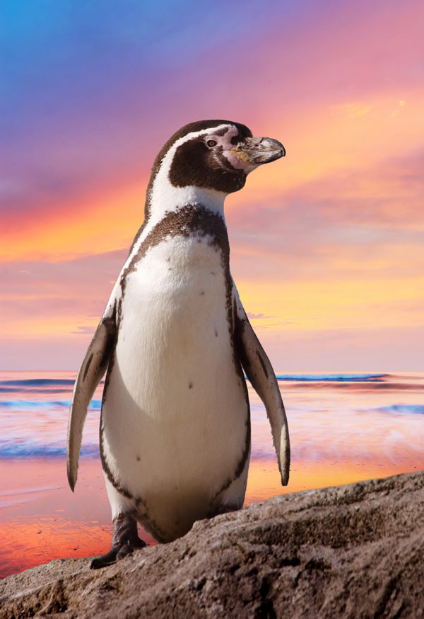 symbolic penguin facts and penguin meaning