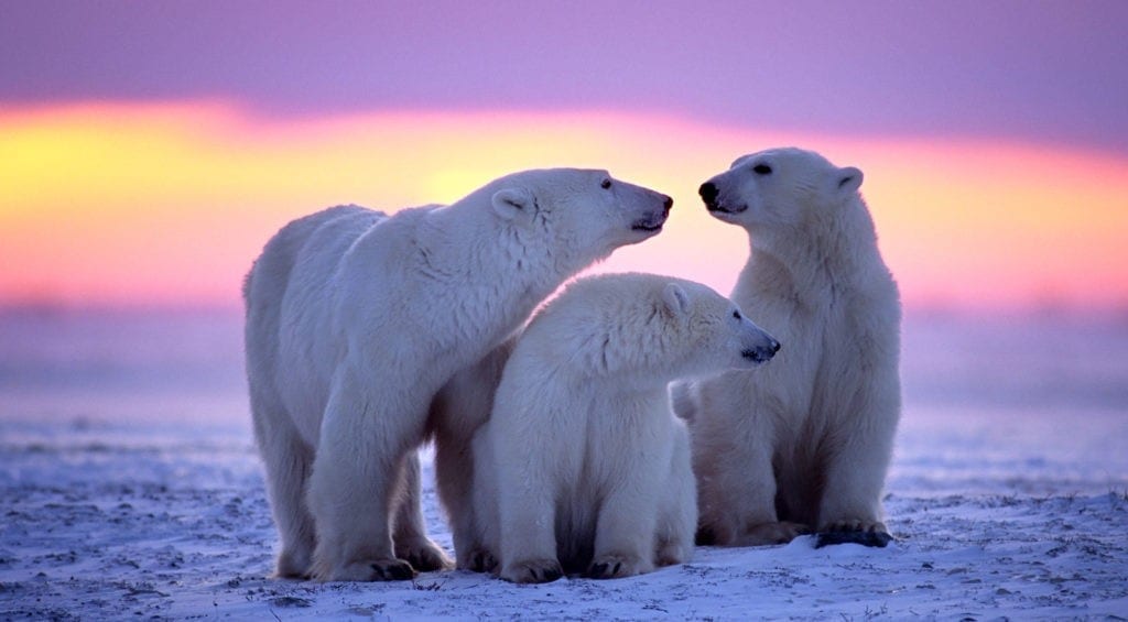 polar bear facts and symbolic polar bear meaning