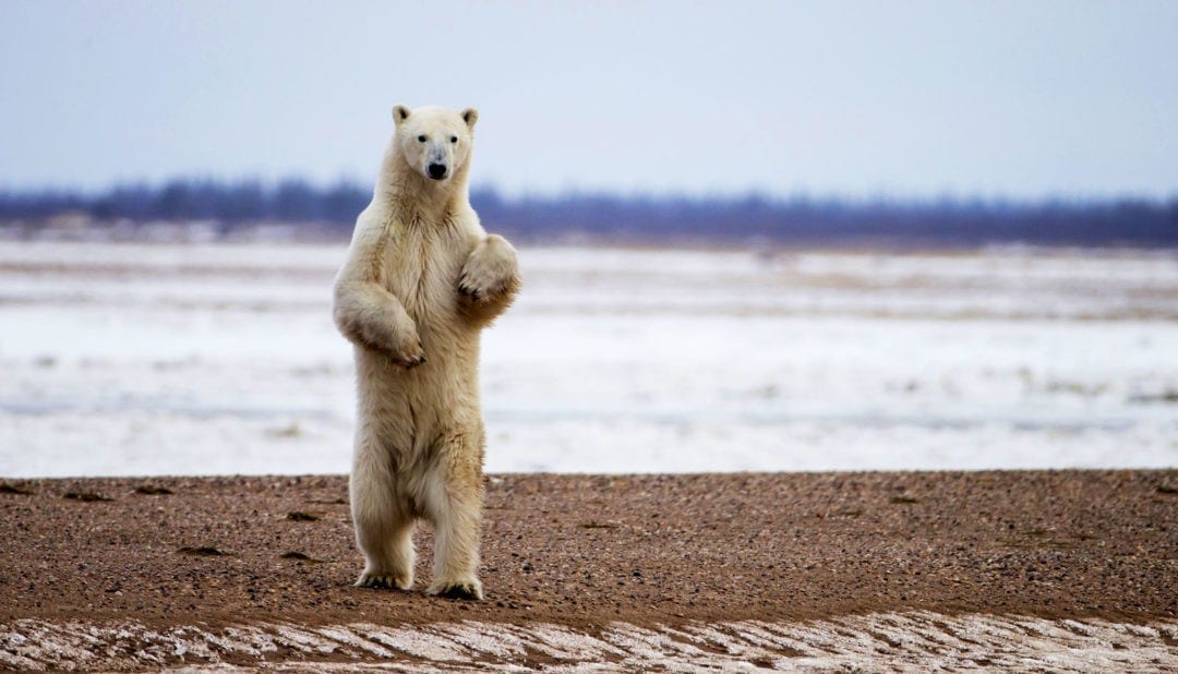symbolic polar bear meaning and polar bear totem - Whats-Your-Sign.com