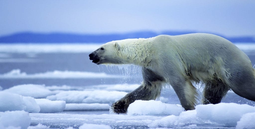 polar bear meaning polar bear totem