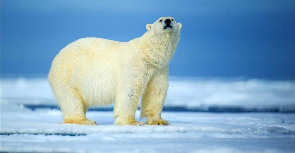 symbolic polar bear facts and polar bear meaning