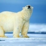 symbolic polar bear facts and polar bear meaning