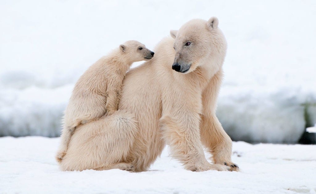 symbolic polar bear facts