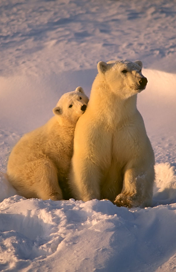 polar bear facts and polar bear totem meaning