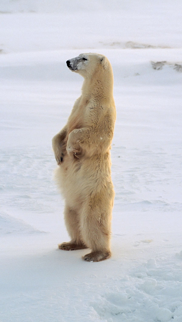 polar bear facts and polar bear totem meaning