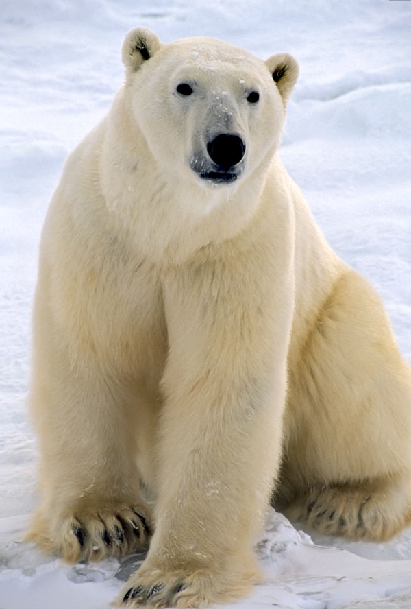 polar bear facts and polar bear totem meaning