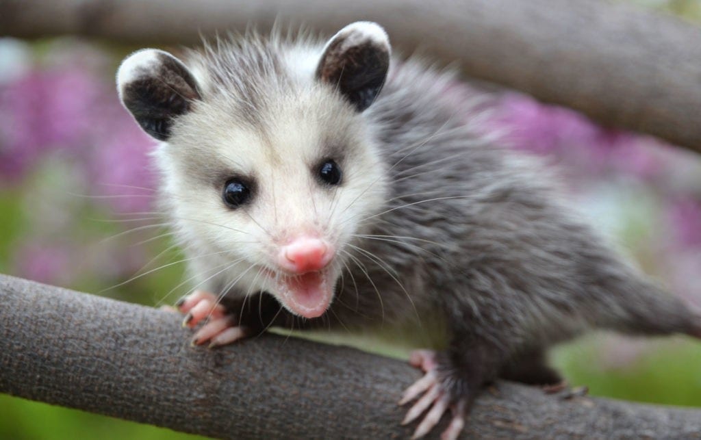 symbolic possum meaning and totem meaning