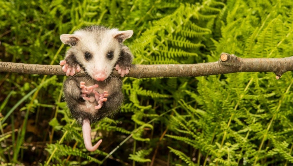 opossum meaning and possum meaning