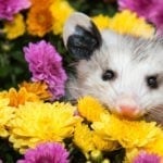 symbolic possum meaning