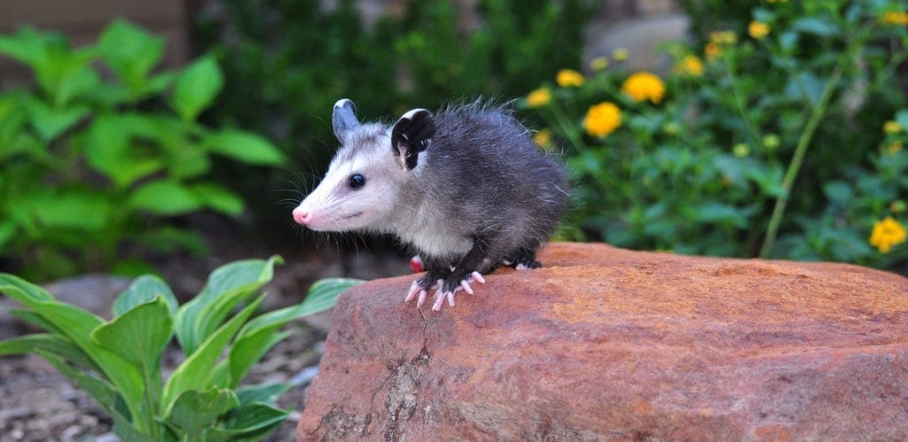 opossum meaning and possum meaning