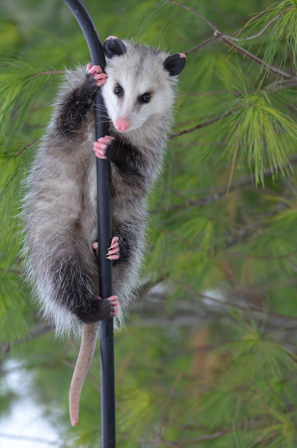 symbolic possum meaning