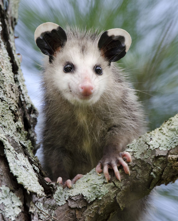 symbolic possum meaning