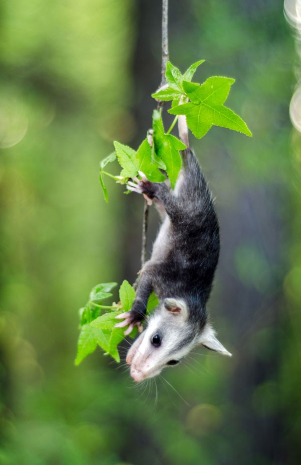 symbolic possum meaning