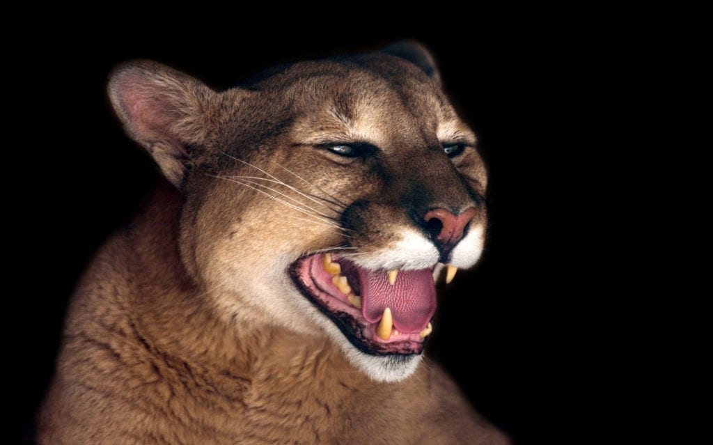 What cougar means
