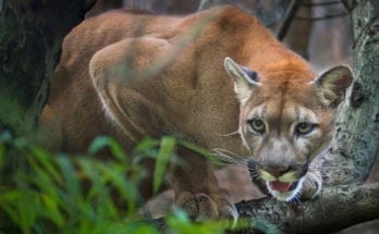 symbolic puma meaning