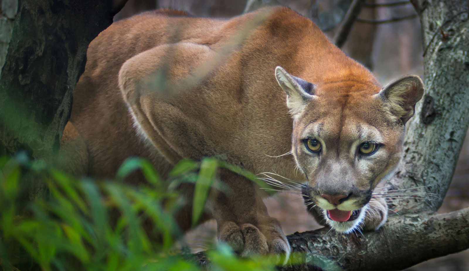 Symbolic Puma Meaning and Puma Totem on 