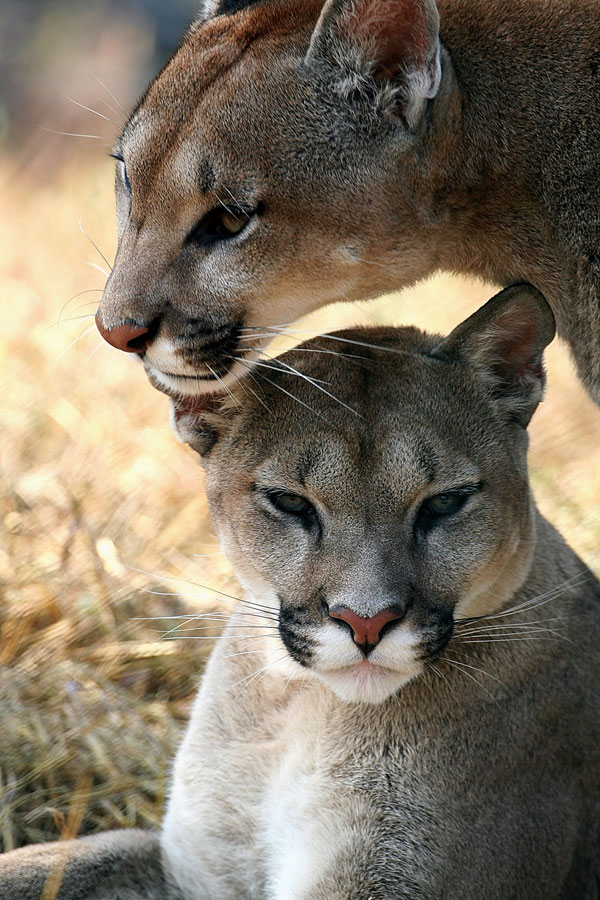 symbolic puma meaning and puma totem