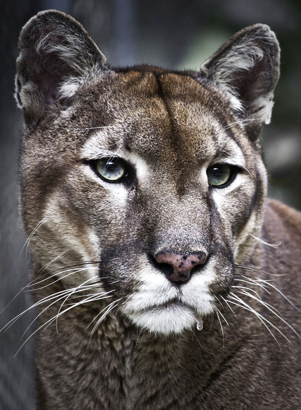 symbolic puma meaning and puma totem