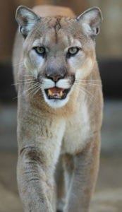 spiritual meaning of puma
