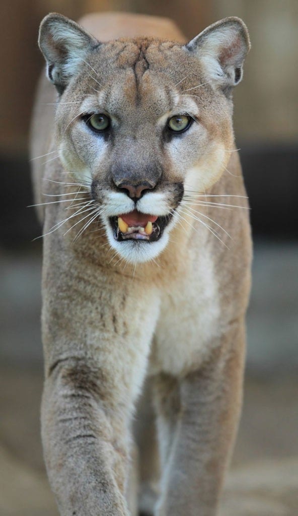 Symbolic Puma Meaning and Totem on