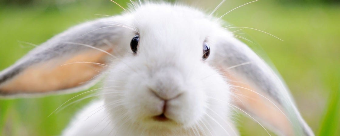 symbolic rabbit meanings