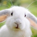 symbolic rabbit meanings