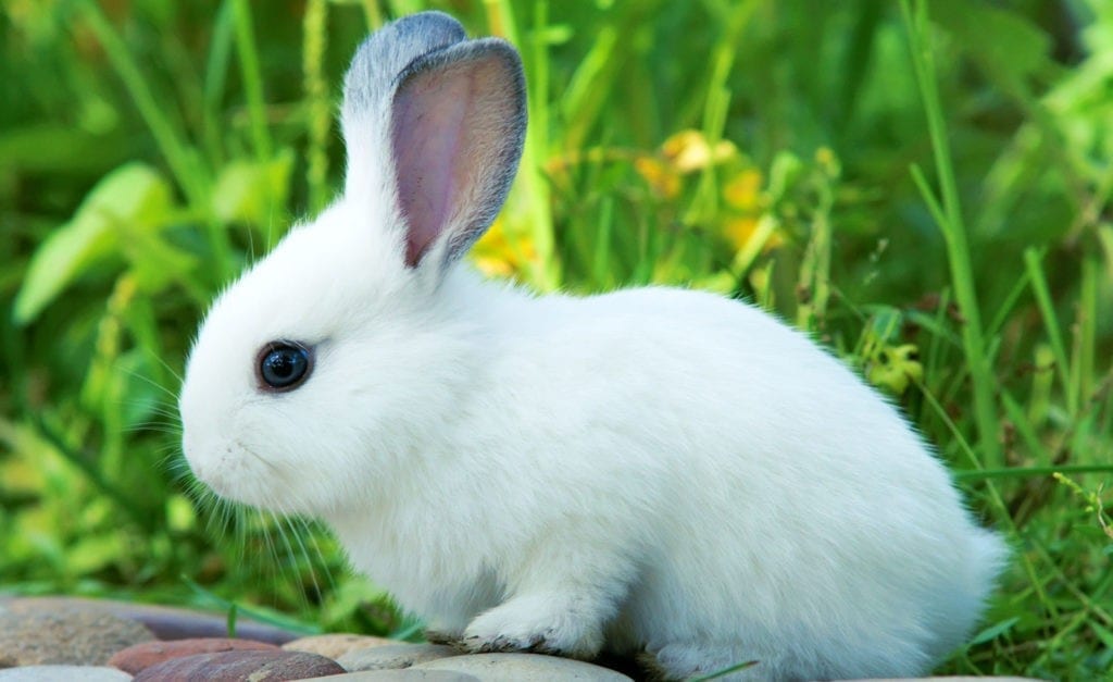 symbolic rabbit meanings