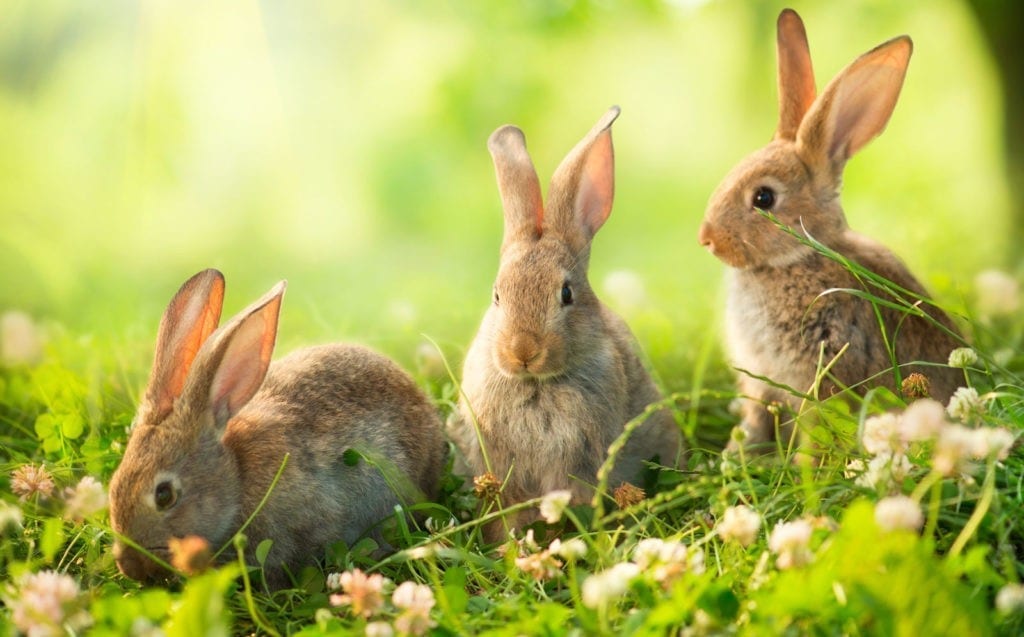 symbolic rabbit meanings