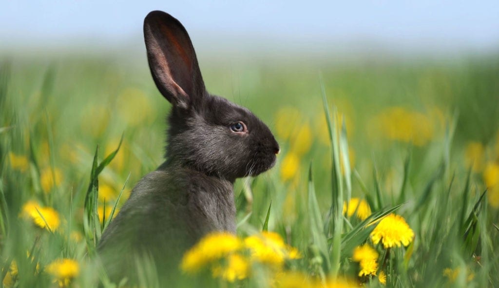 symbolic rabbit meanings