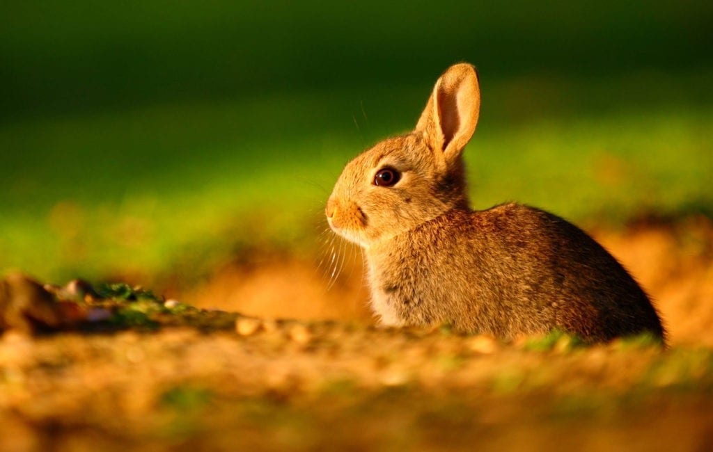 symbolic rabbit meanings