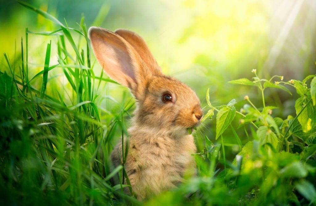 rabbit meanings good luck symbols