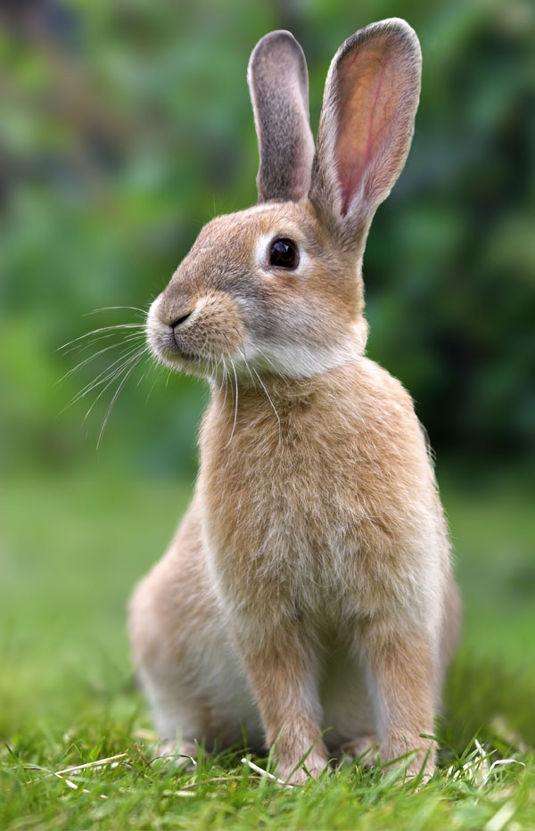 symbolic rabbit meanings