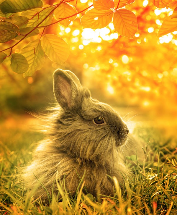 symbolic rabbit meanings