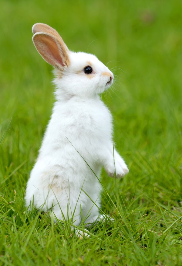 symbolic rabbit meanings