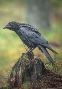 Celtic raven meaning and celtic raven tattoo ideas