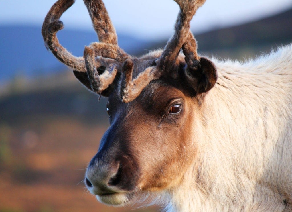 reindeer meaning and reindeer animal totem