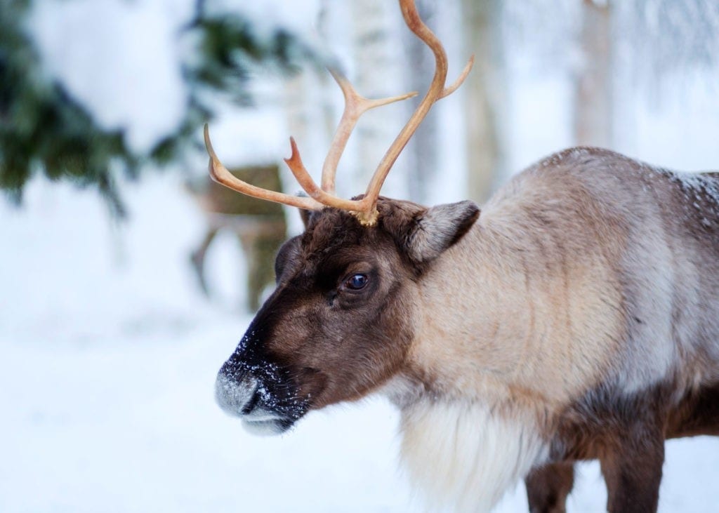 symbolic reindeer meaning