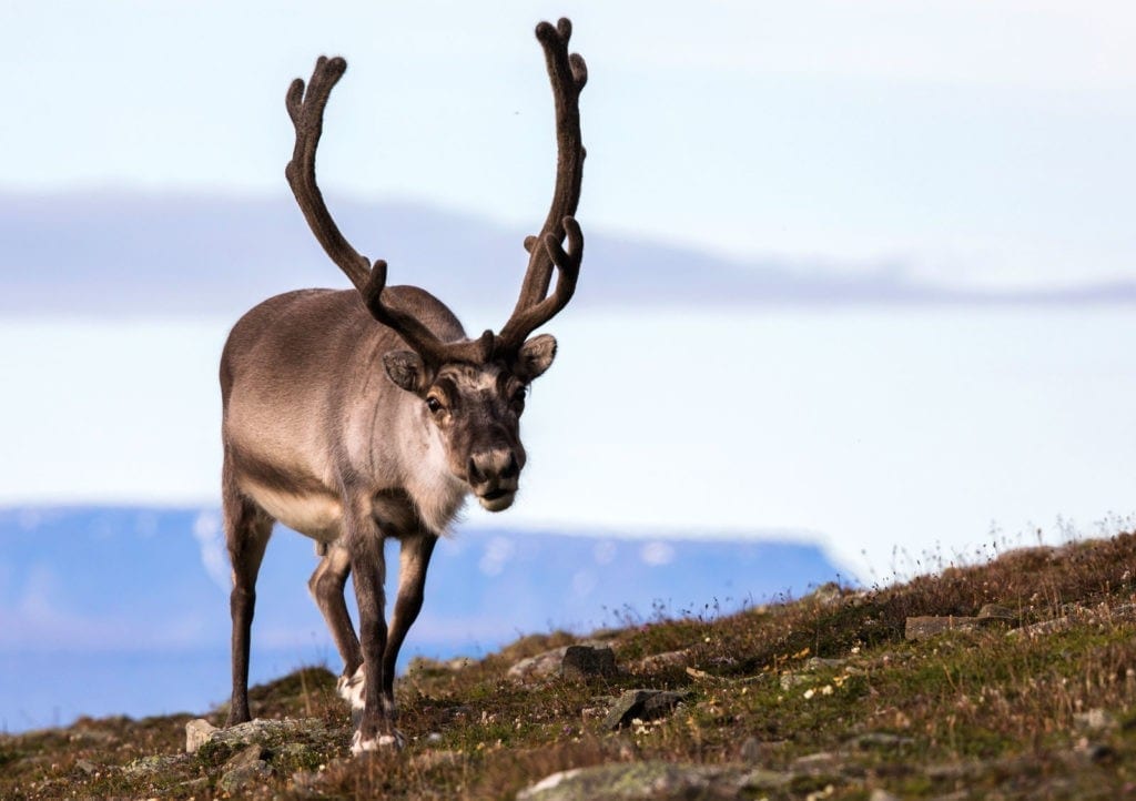 reindeer meaning and reindeer animal totem meaning