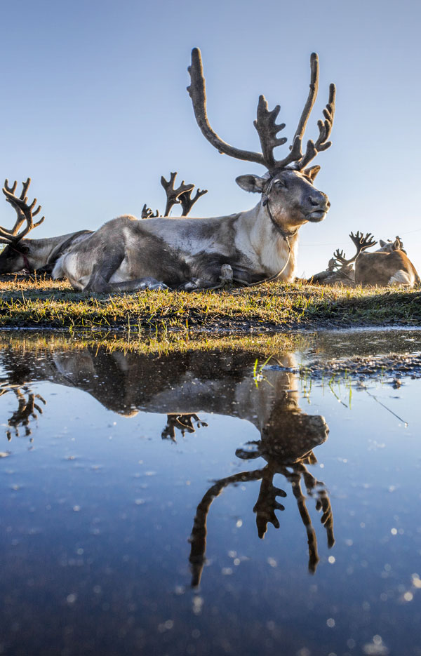 symbolic reindeer meaning and reindeer totem animal