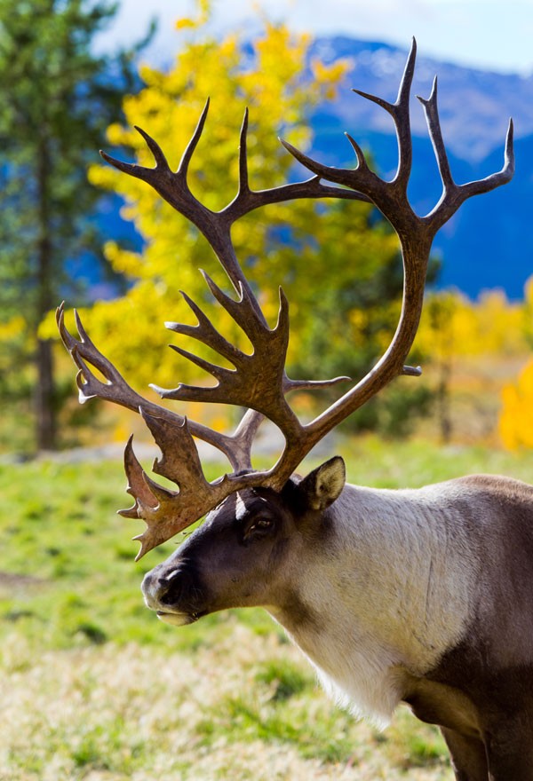 symbolic reindeer meaning and reindeer totem animal