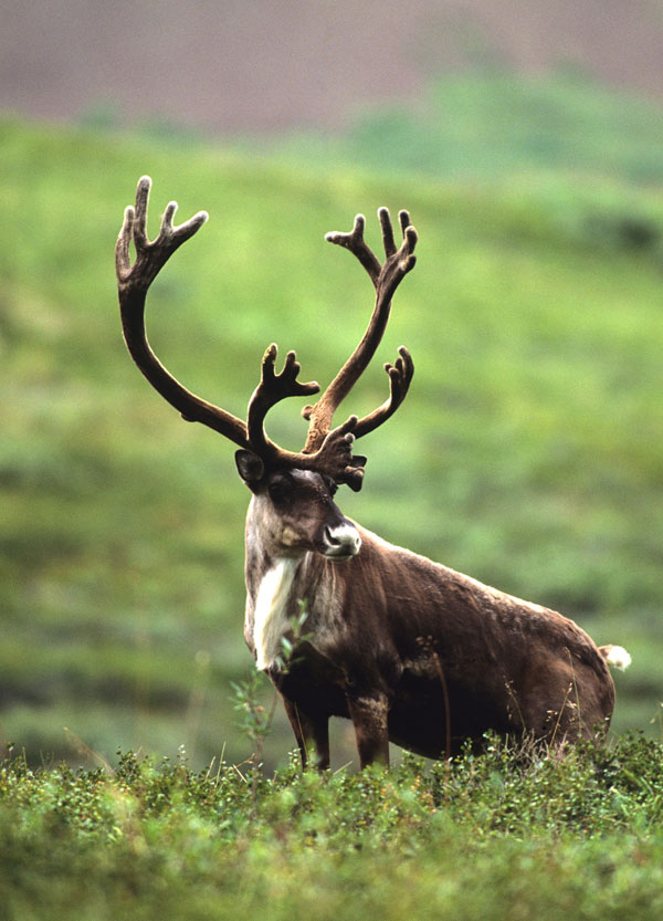 symbolic reindeer meaning and reindeer totem animal