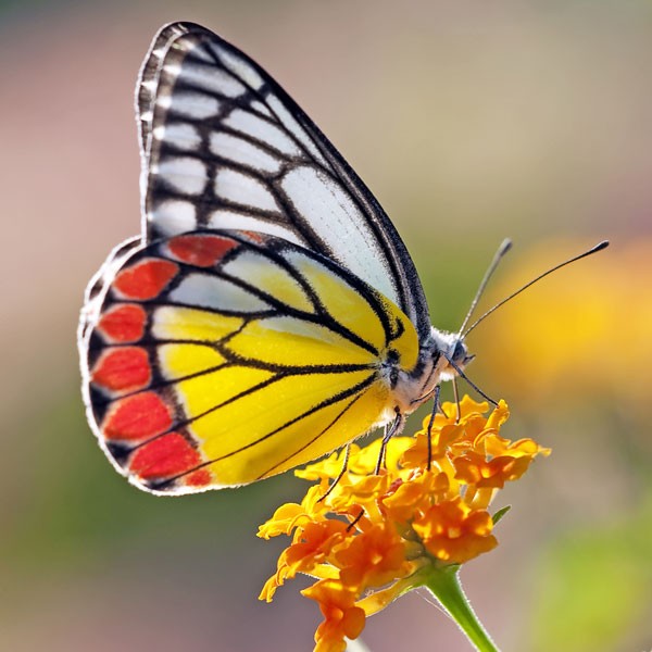 symbols for renewal butterfly meaning