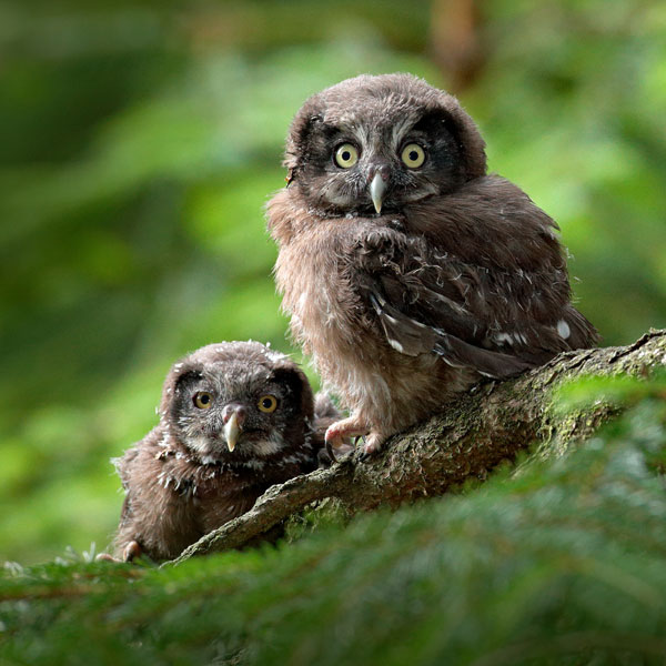 symbols for renewal owl meaning