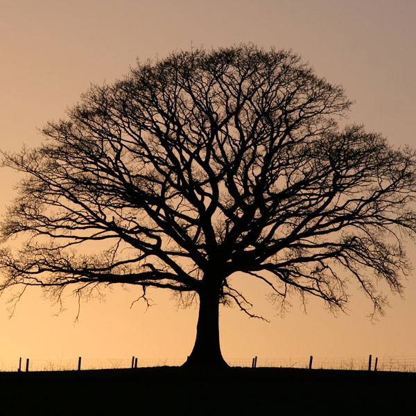 symbols for renewal tree meaning