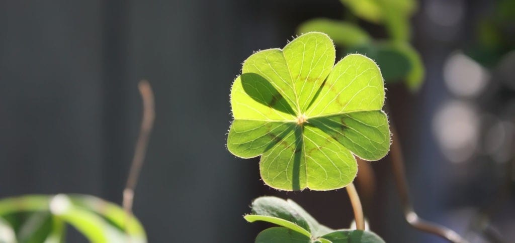 symbolic shamrock meaning and meaning of the four-leaf clover