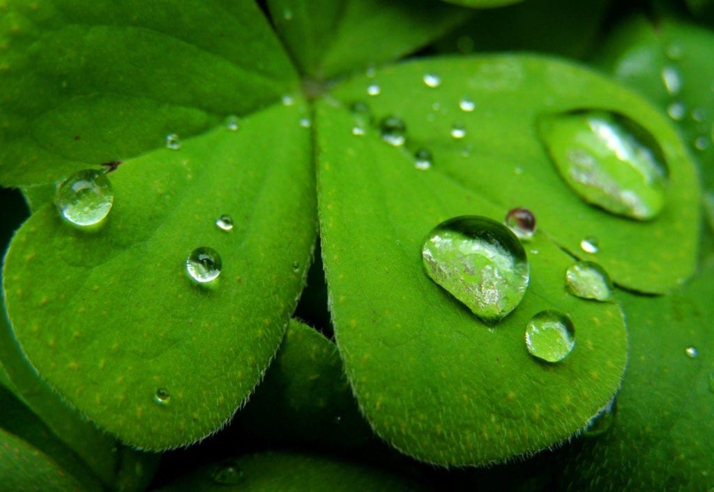 symbolic shamrock meaning and four-leaf clover meaning