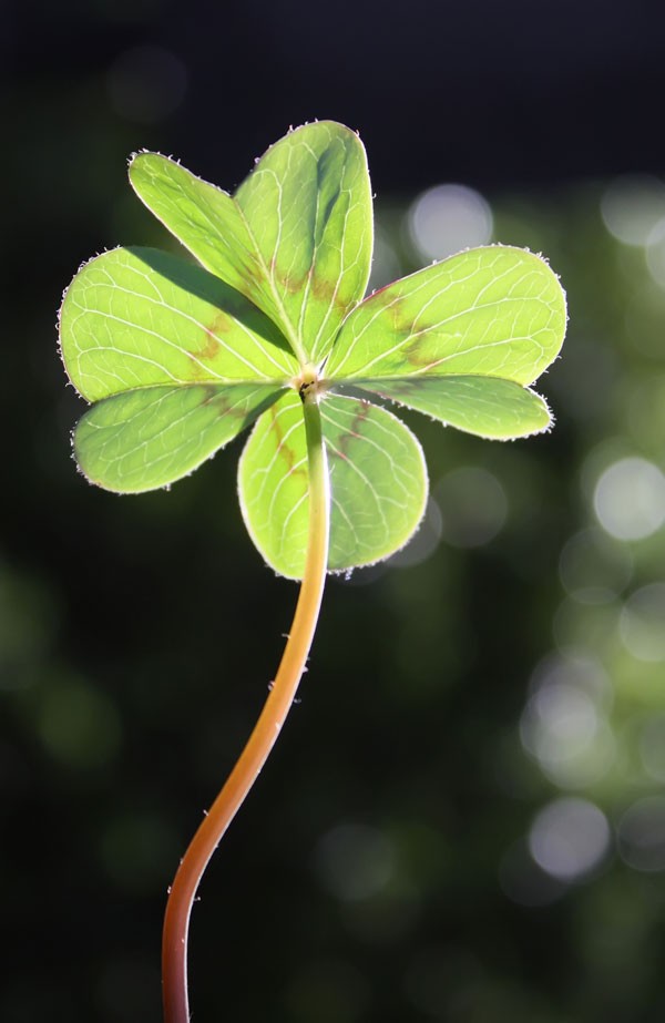 symbolic shamrock meaning four-leaf clover meaning