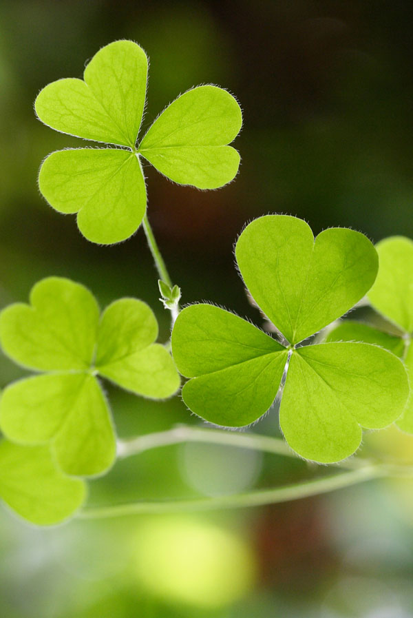 symbolic shamrock meaning