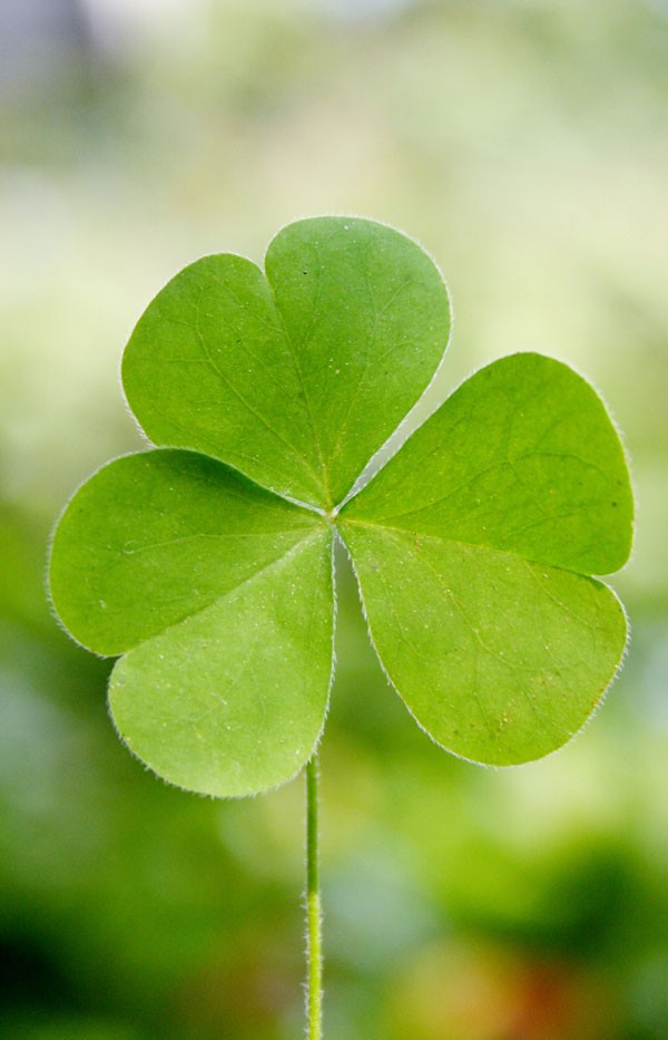 symbolic shamrock meaning