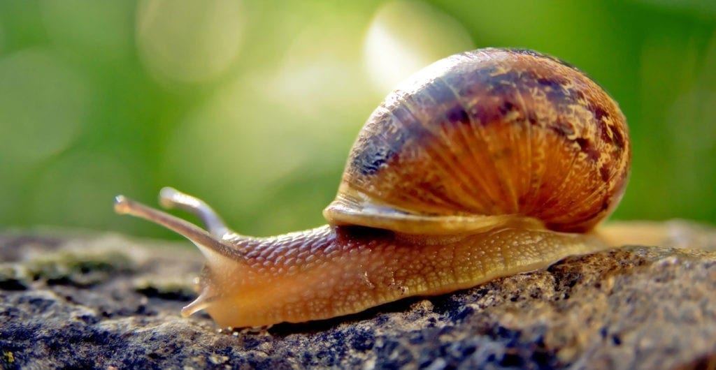 symbolic snail meaning